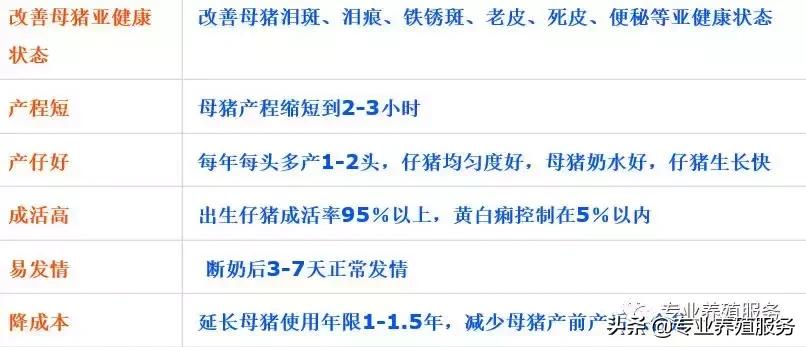 巴马香猪母猪产子需要注意什么,母猪生产第一胎太慢了应注意什么