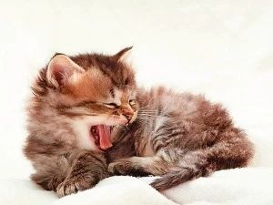 猫咪呕吐不吃猫粮是什么原因,猫咪呕吐怎么判断是猫粮的问题