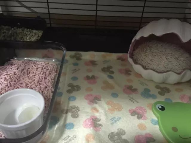 养狗养猫养兔子哪个好,养猫和养狗熊哪个更好