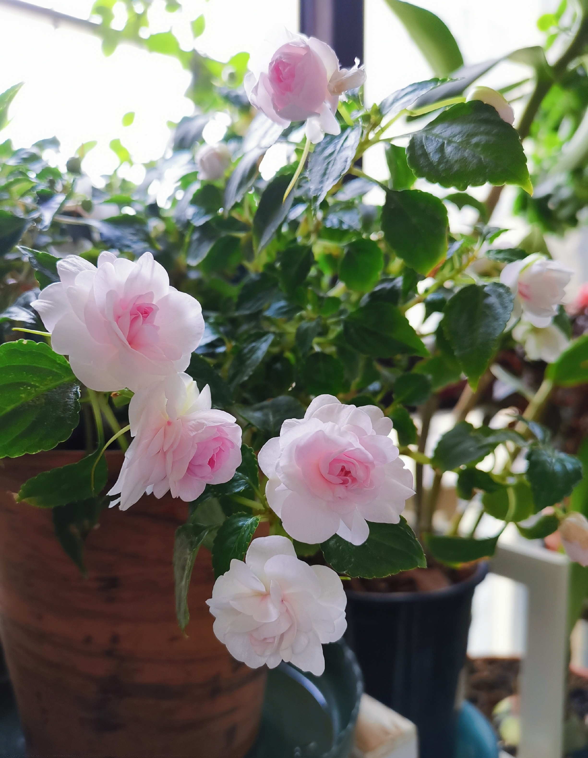 阳台上养几盆花最好,带花香好养的阳台花