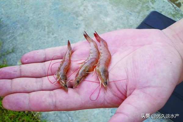 对虾红须红尾是怎么回事,对虾红体