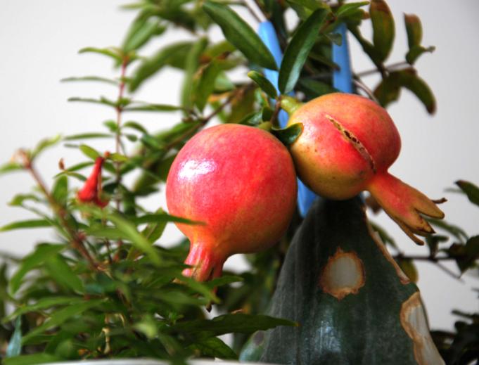 石榴盆栽怎么养才能更旺盛,石榴盆栽怎么养护和管理