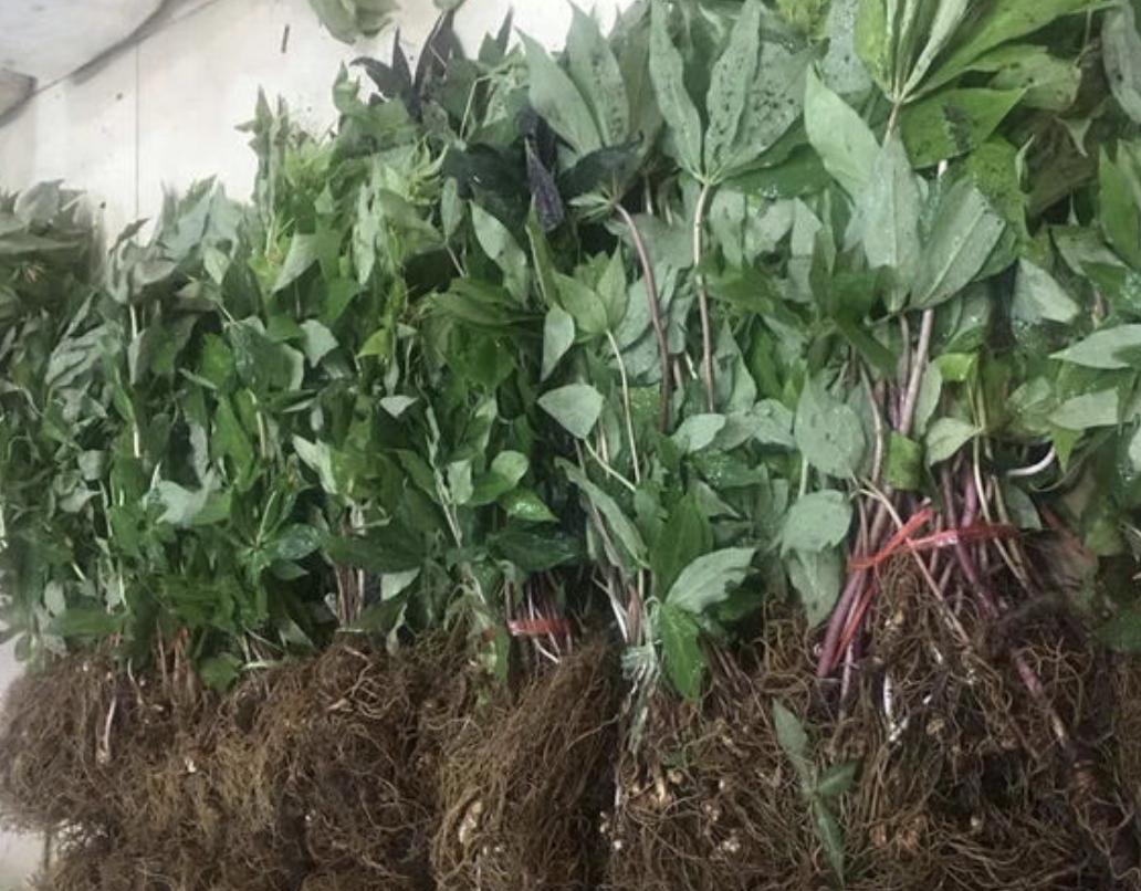 在竹林，生长着“1种草”，被称为“重台”，别去踩它，太少见