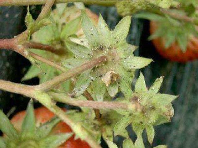 草莓蚜虫怎么治,草莓大棚蚜虫怎么处理