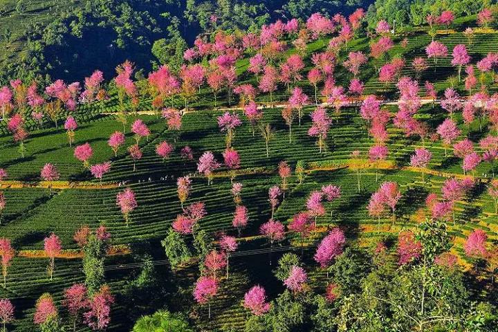 几月赏樱花最好,最美赏樱攻略大全
