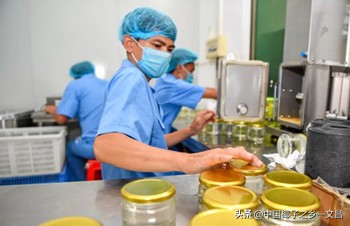 椰乡文昌百年摇钱树钱景无限