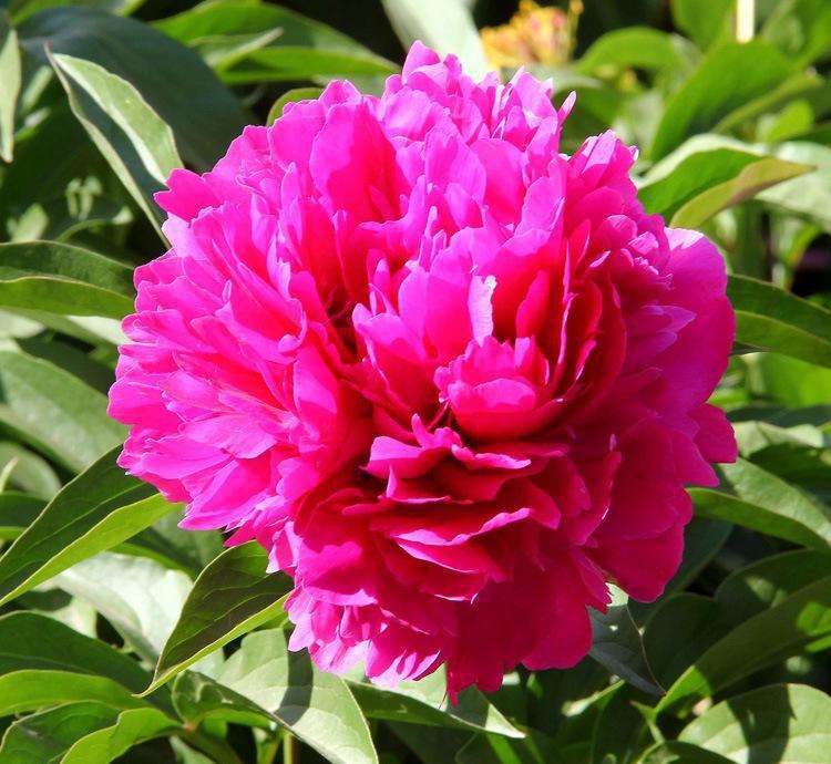 济南几大怪,济南十大怪事件