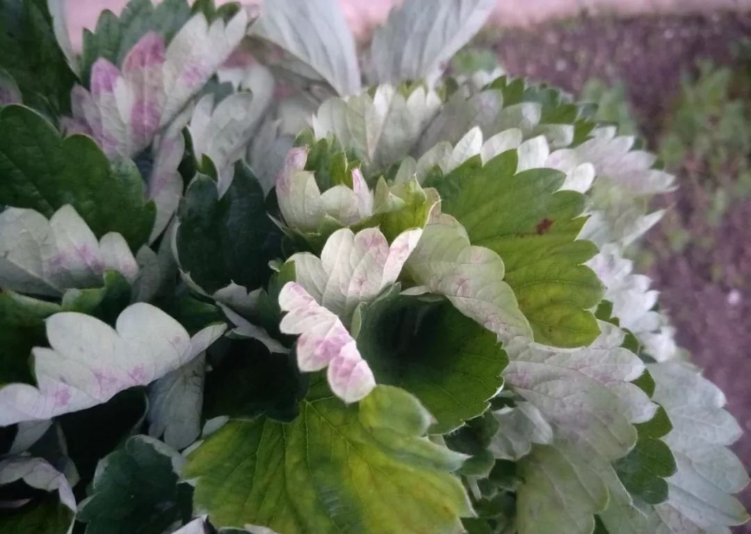 草莓叶片上一层白霉，低温寡照发生多，农民如何防治？