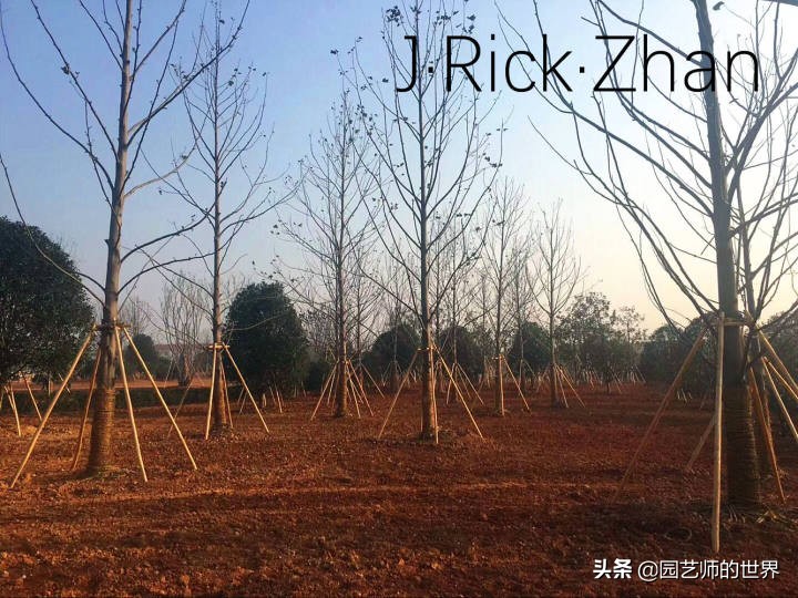 果岭草坪的种植养护方法及技巧,怎么种植一个可以躺的草坪