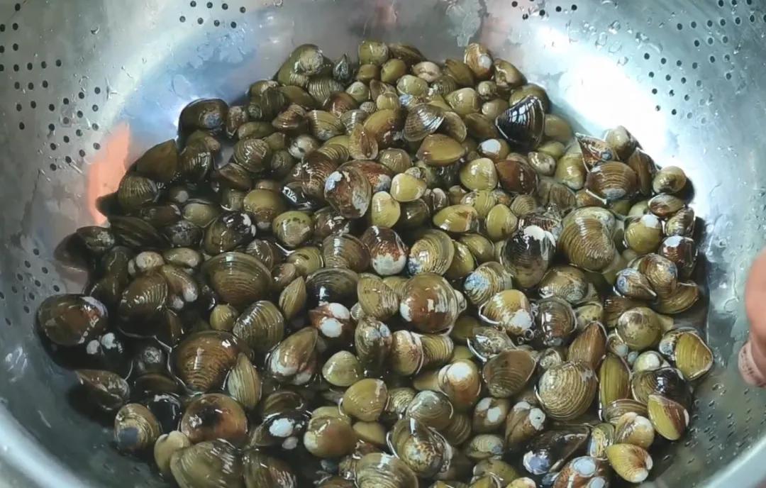 蚬子蛏子蛤蜊什么区别,长条的蛤蜊蛏子叫什么