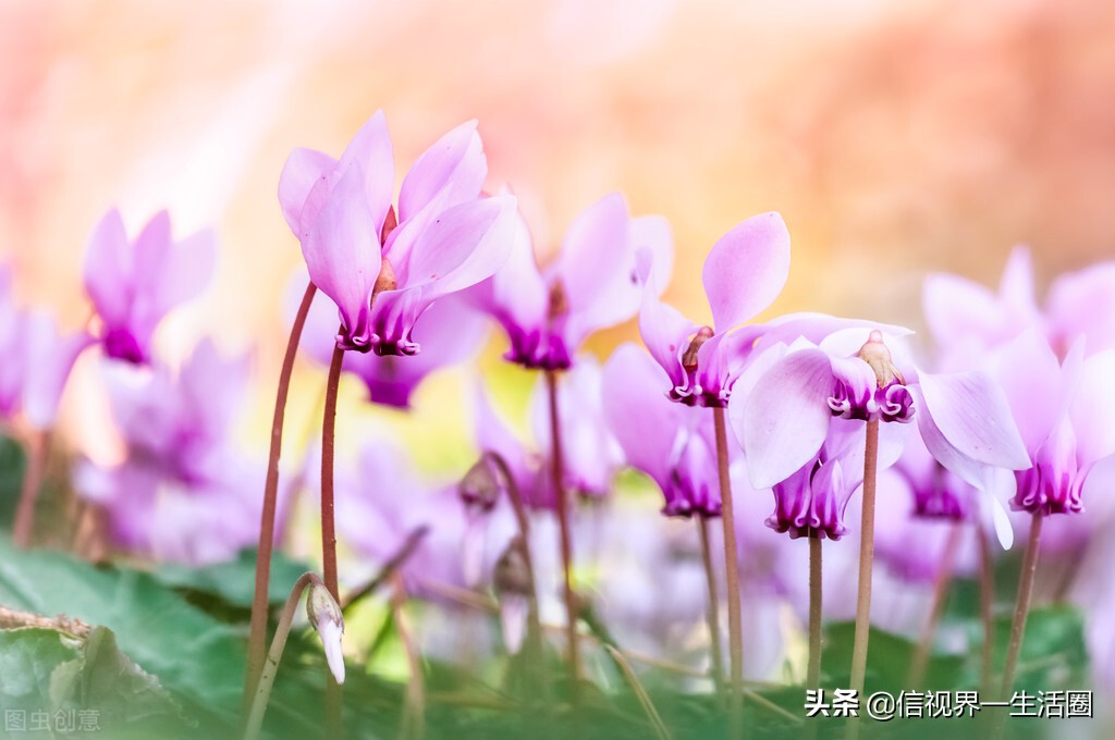 怎样配制花卉育苗用的营养土,果树花卉营养土的配制方法