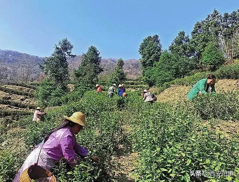 无拙庄主简介,无拙