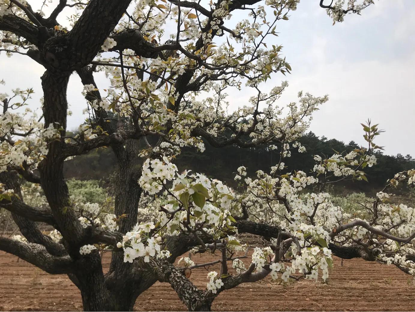 绥中鹦鹉沟景区,绥中鹦鹉沟