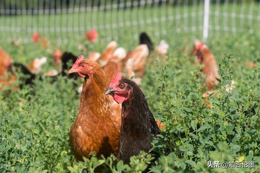 未来几年最赚钱的养殖项目,2021年螃蟹养殖一亩地赚多少钱