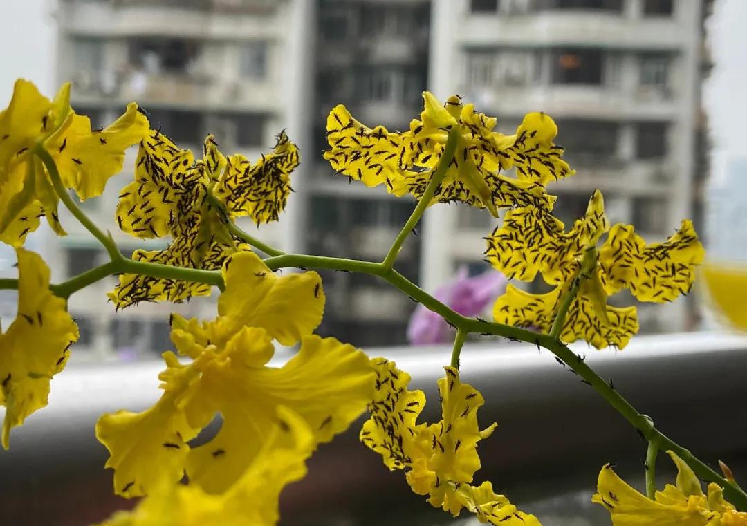 神秘小黑虫,芝麻大小的小黑虫咬人特别痒