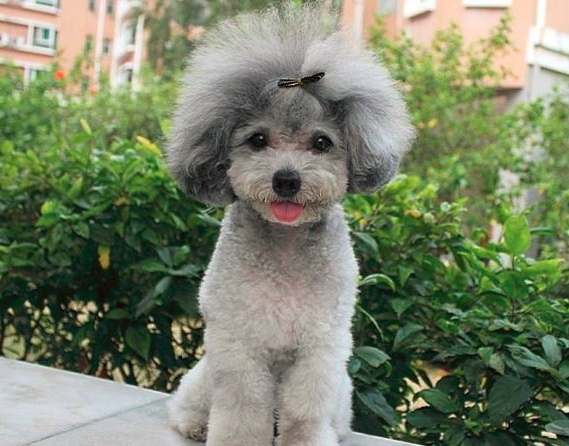 贵宾犬各种病症,贵宾犬传染病一览表