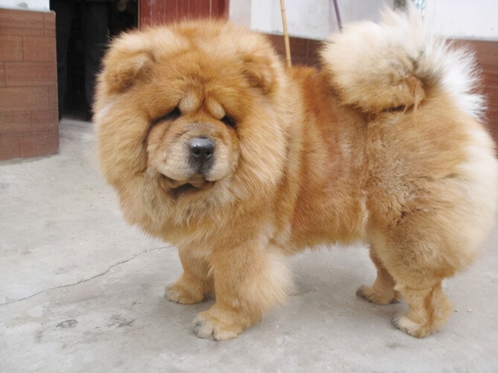 容易训练不容易掉毛易养的小型狗,最好养的狗又干净又不掉毛不咬人