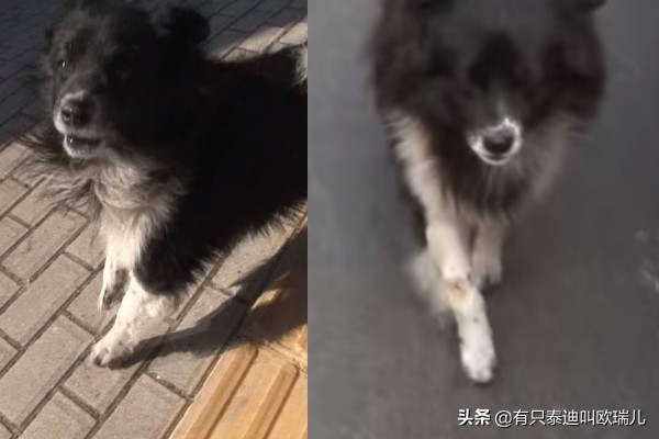 狗狗后腿瘸了给它坐了专属轮椅,狗狗瘸腿扶主人