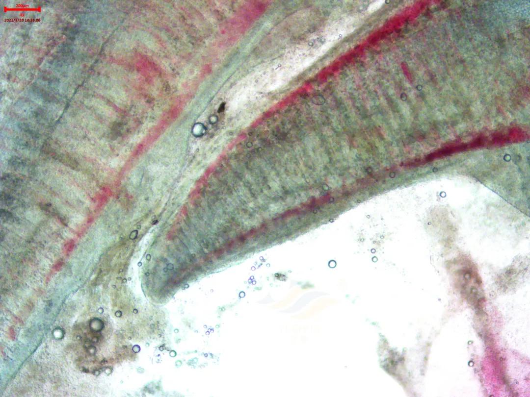 鱼得了肠炎还能活多久,生鱼烂身治疗