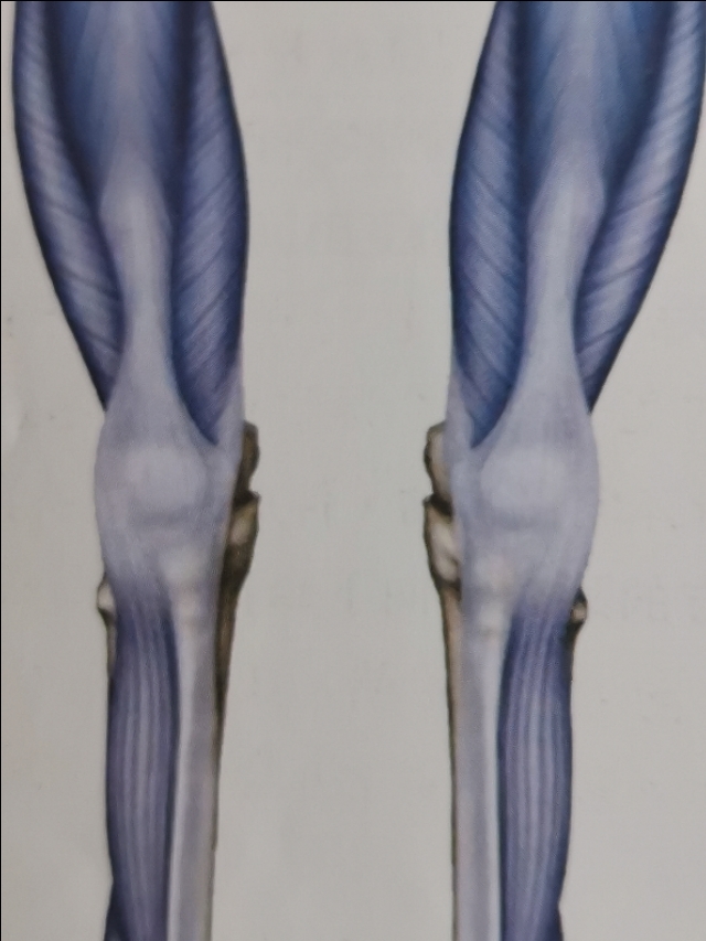 疼痛的神经传导过程,疼痛的传导通路讲解