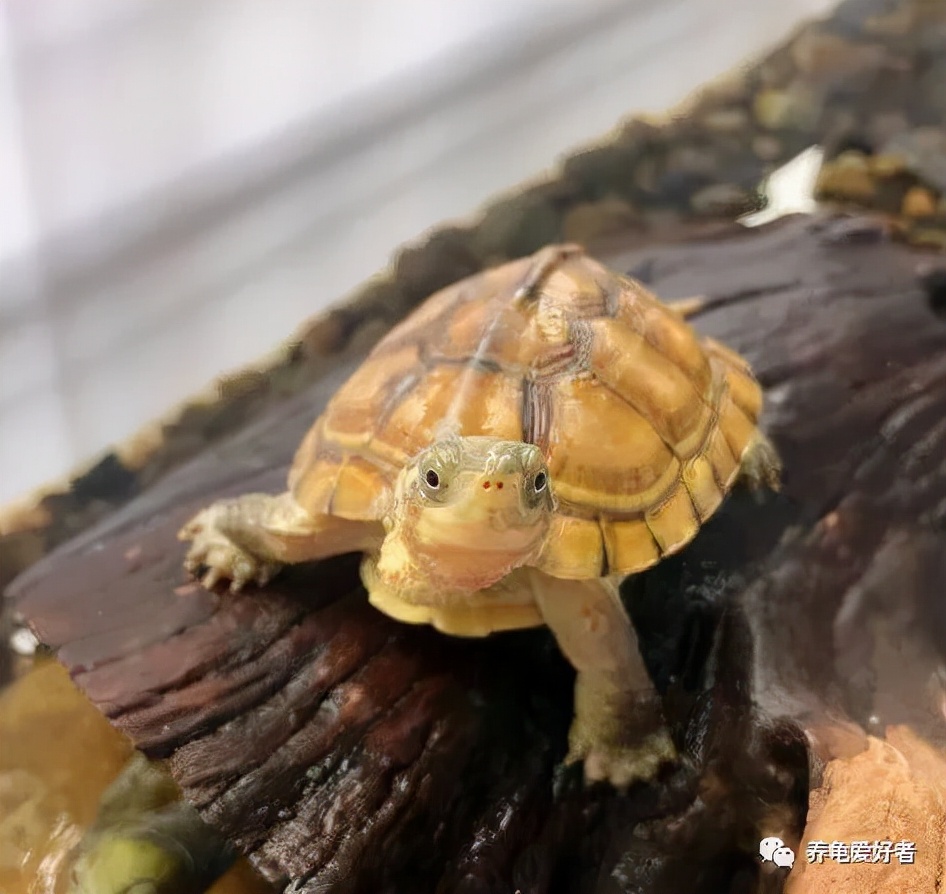 龟缸里的水很脏为什么一点都不臭,龟缸油膜有危害吗