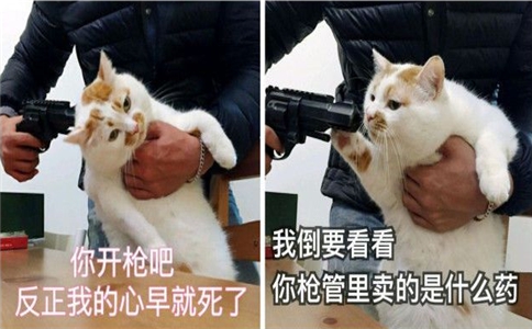 十大网红猫瓜皮,网红猫瓜皮现在如何