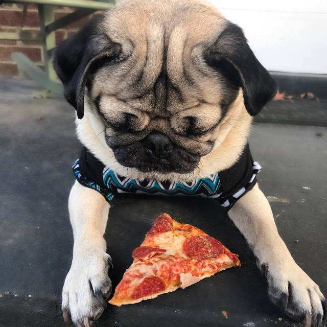 巴哥犬最怕吃什么食物,巴哥犬绝对不能吃的九种食物