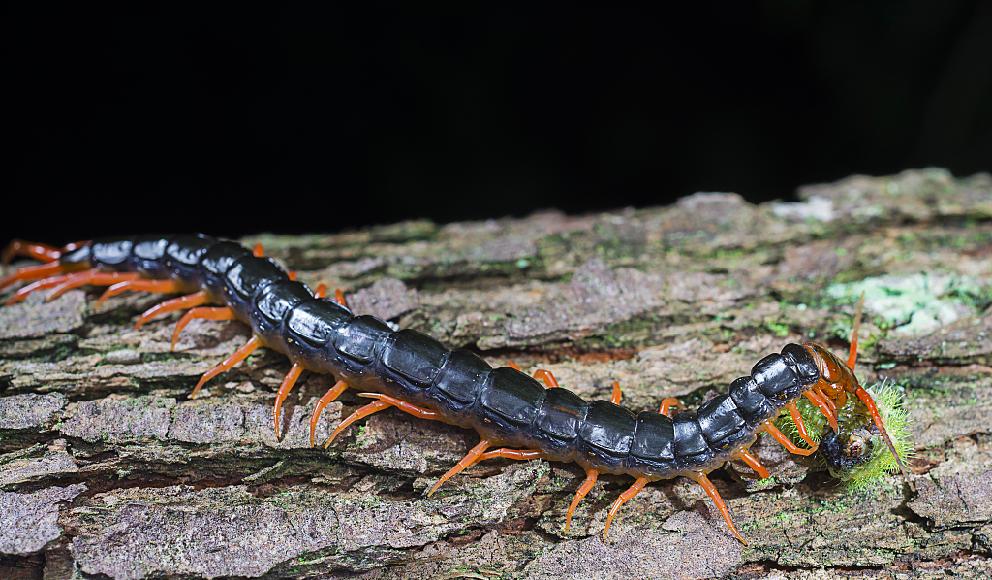 疫情期间养殖业如何自救,疫情结束后养殖业还能做么