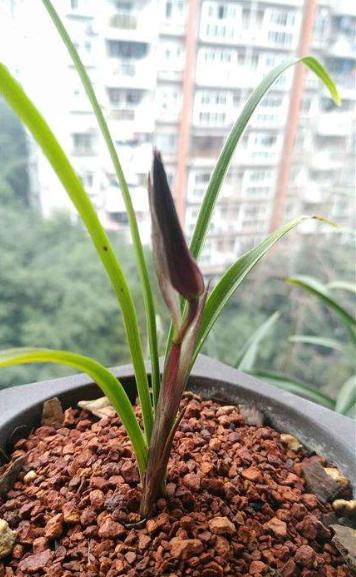 龙头带花苞的单苗兰花,兰花弱苗带花苞