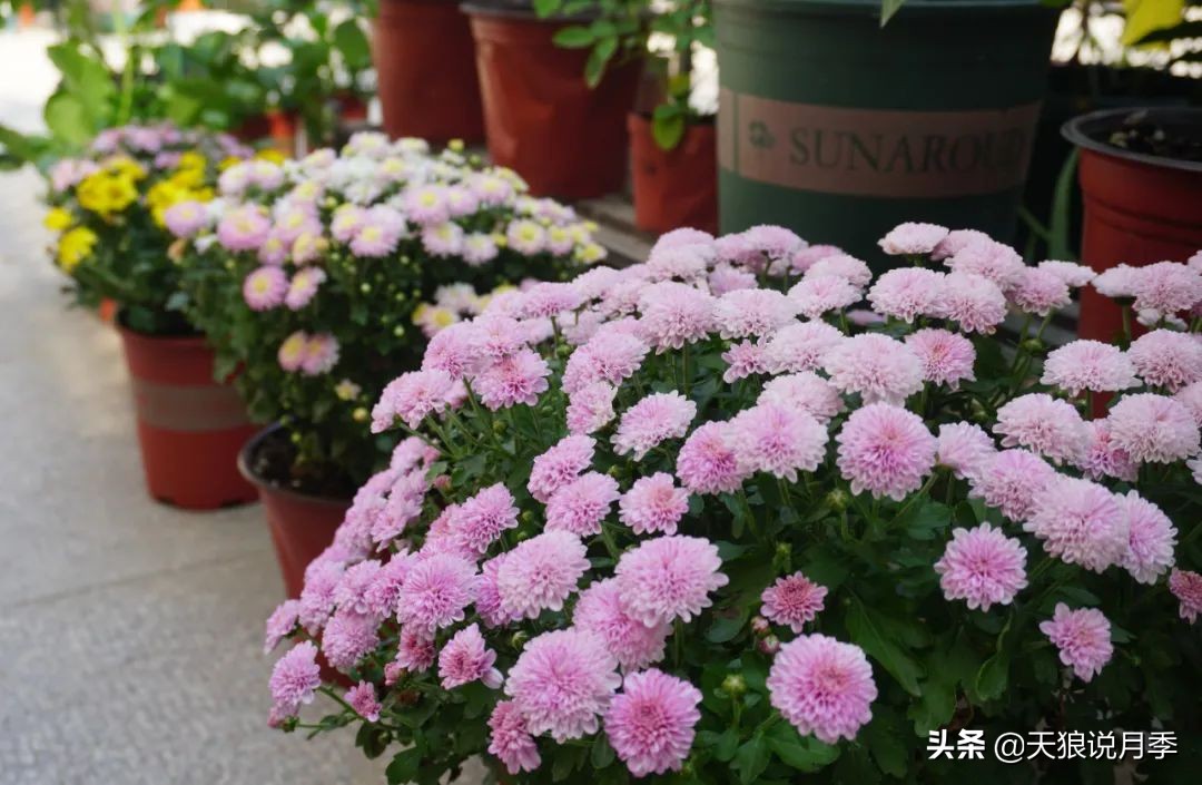 不用再羡慕别人家的院子,庭院养护全攻略