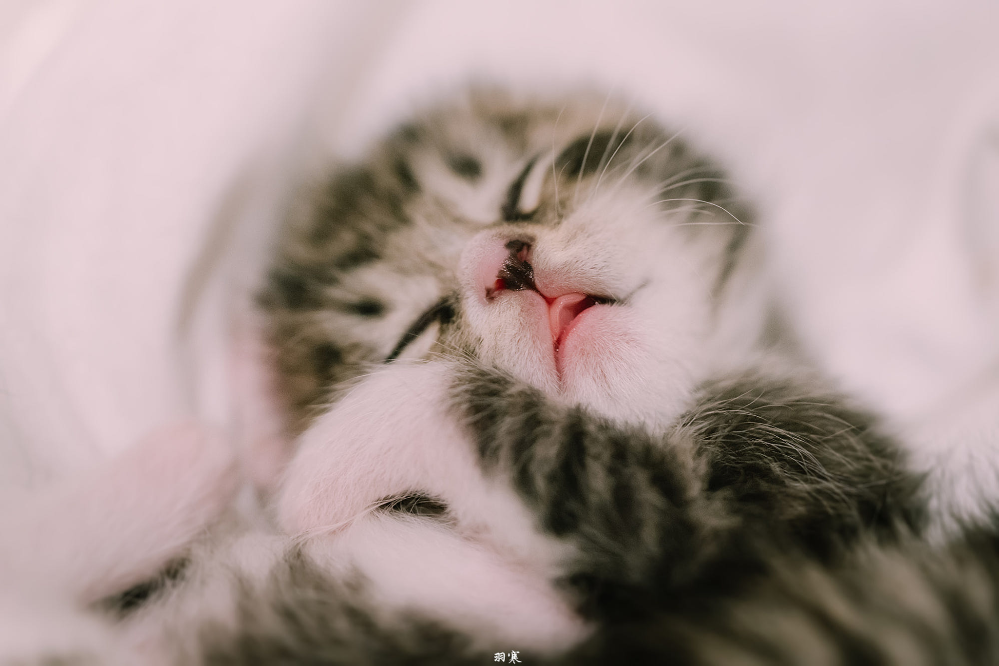 猫咪常见药,猫咪常见的疾病及症状