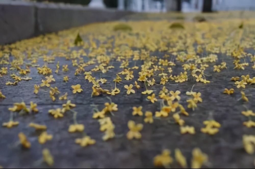 世界上最大的蛇居然不咬人,盘点世界上最大的蛇有多大