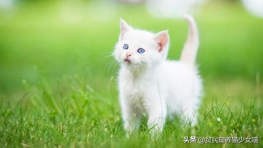 金毛狗狗中暑症状和解救方法,狗狗如何防止猫咪中暑