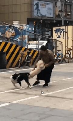 狗狗交配时强行将它们分开？脑子是个好东西，希望你能有！