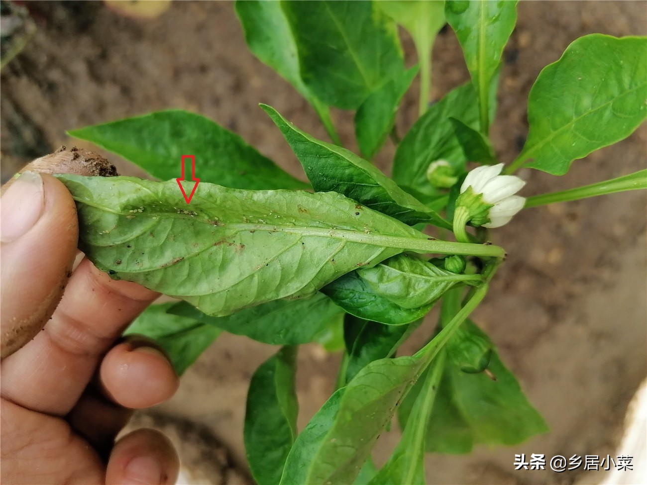 茄子生根壮苗用什么药,茄子开花期需要注意哪些病虫害