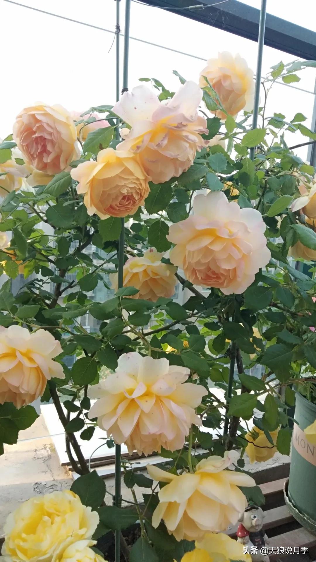 花友家的春花都开爆爆爆了，快来云赏花！（上）