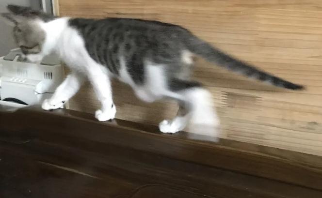 猫咪胀气和猫传腹有什么区别,猫咪肥胖还会有原始袋么