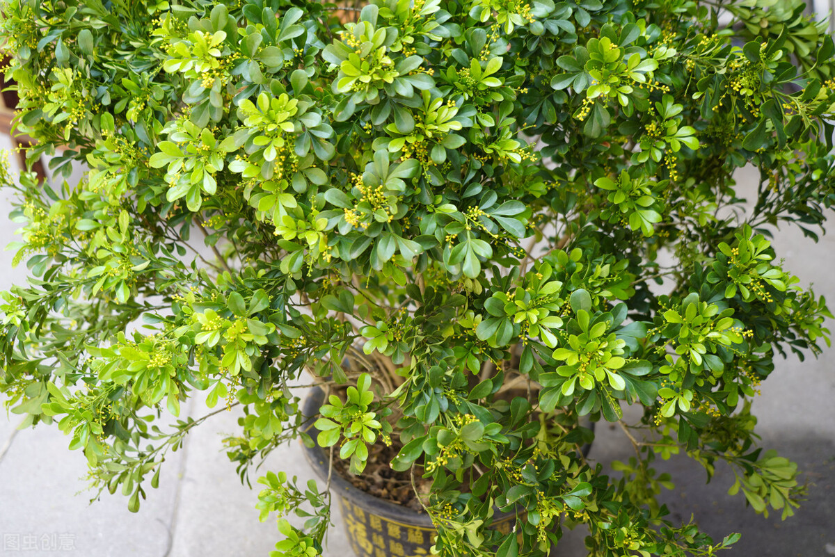 90岁老奶奶的养花生活记录,小阳台养花草