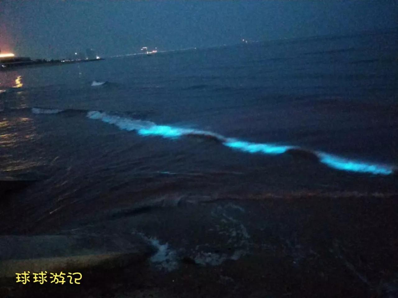 东戴河有蓝眼泪吗,中国海滩夜光藻