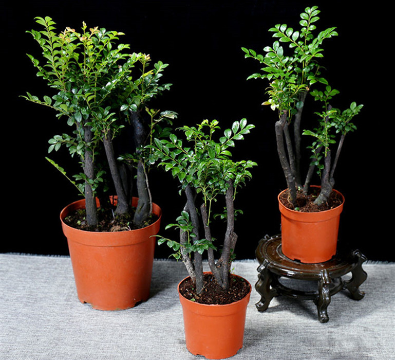 小叶紫檀叶子一碰就掉,小叶紫檀盆景掉叶子是什么原因