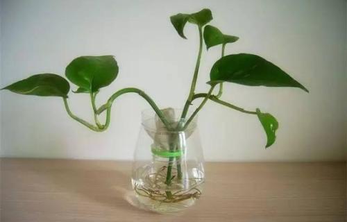 绿萝怎样剪枝水培才能饱满,绿萝剪枝水培的正确方法