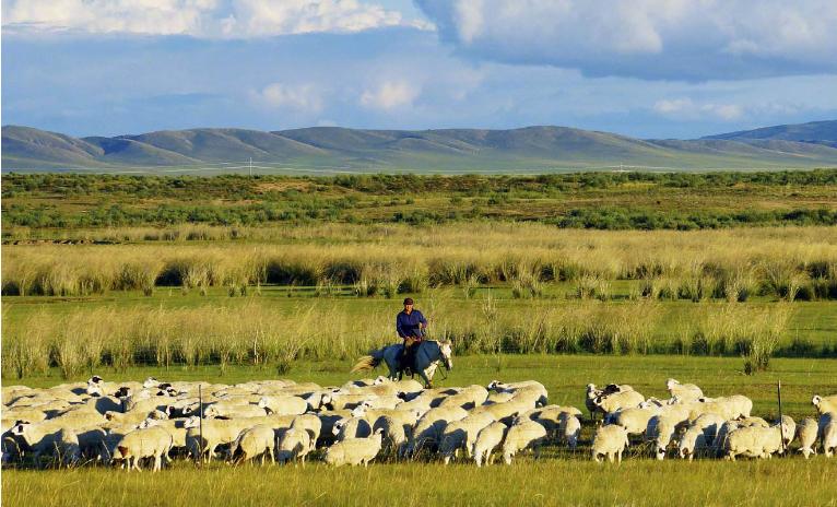 蒙古族宰牛全过程,蒙古族人怎么屠宰