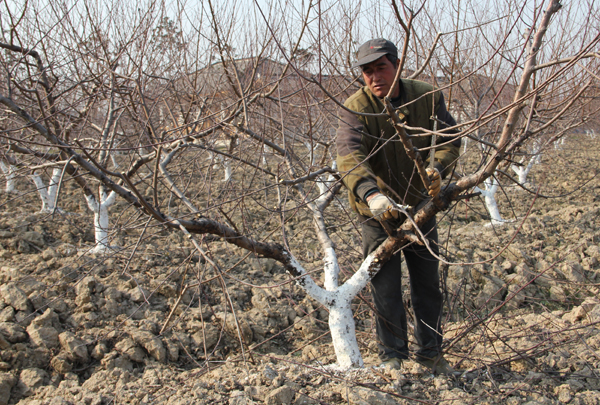 苹果郁闭园，冬剪改形切勿“隔靴挠痒”
