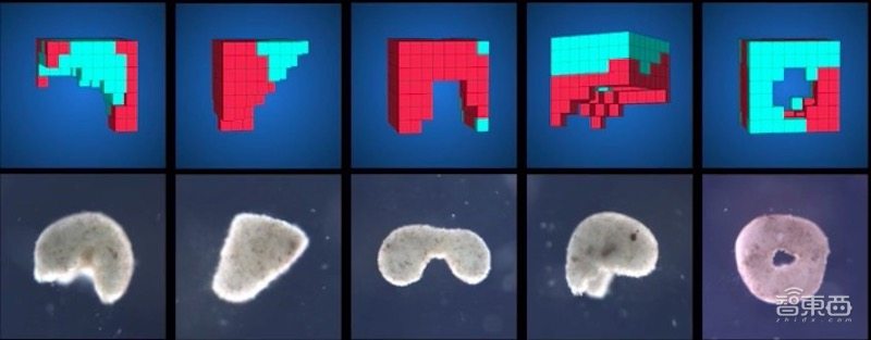 全球首个活体机器人拥有自愈能力,全球首个可繁殖活体机器人问世