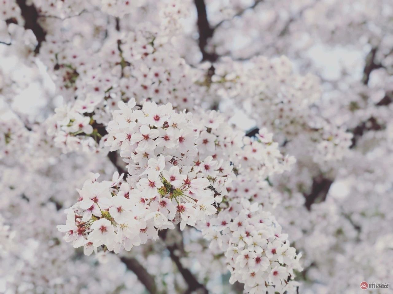 网红西安热度,西安网红带来的启示