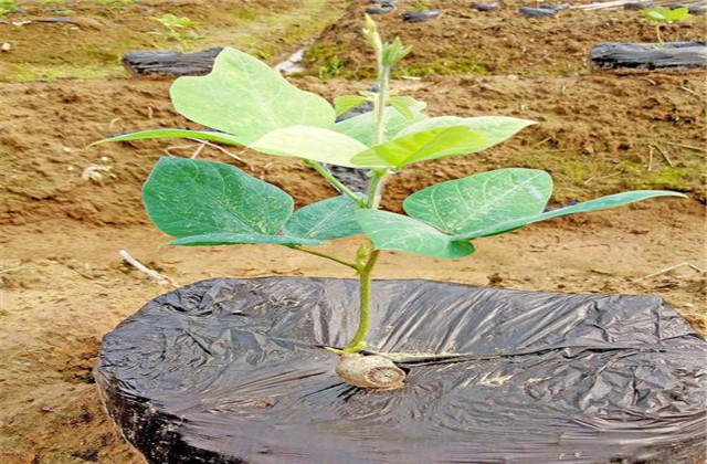 粉葛高产高品质种植选根技术,如何种植粉葛高质高产