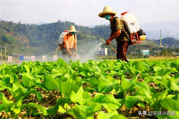 叶面肥使用看似简单,但未必人人能用对!10个方法教你提高肥效