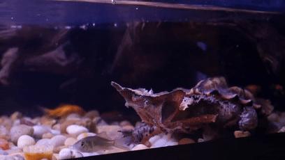 龟龟长大了,我滴个龟龟是什么意思