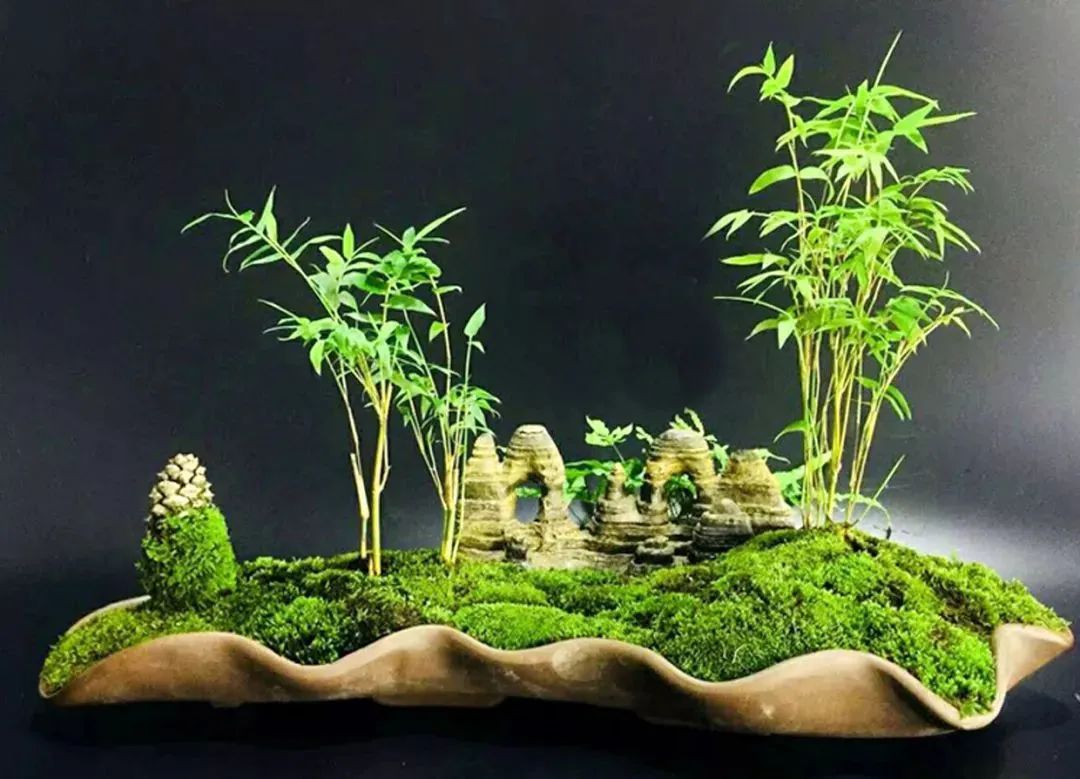 修剪过的凤尾竹长出新枝叶,修剪凤尾竹