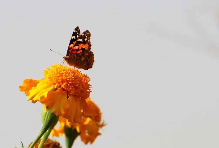 *疆新**的蝴蝶，惊世骇俗